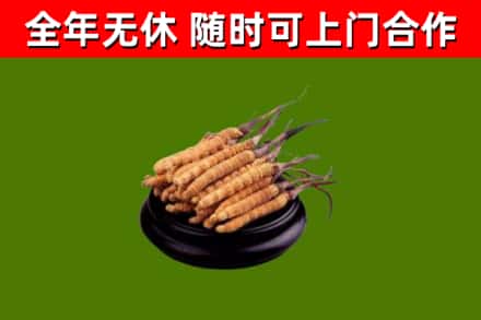 道孚县回收散虫草